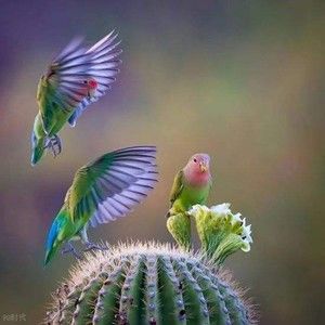 Meet your Posher, Guinguoiroiyeu